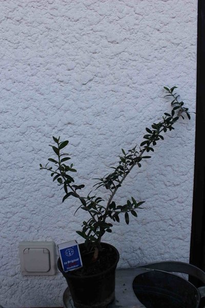 Olive 2