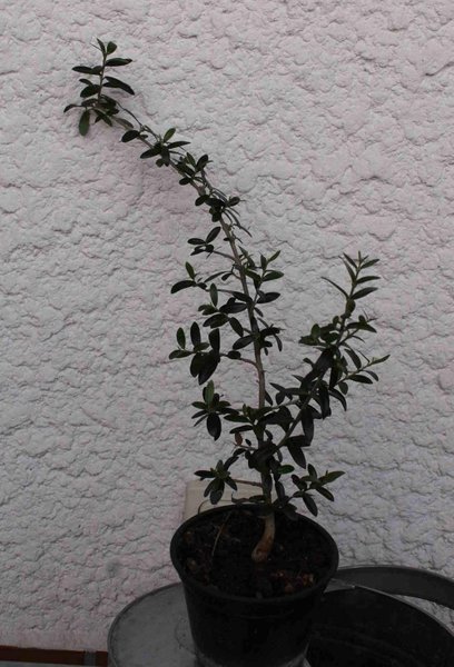 Olive 2