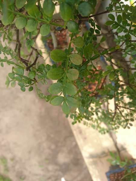 comp_DSC_0865.jpg