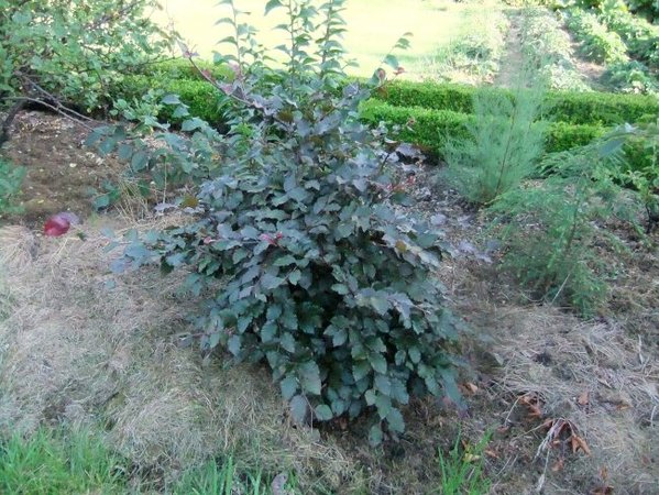 007-Aug16-FagSylAtropur.jpg
