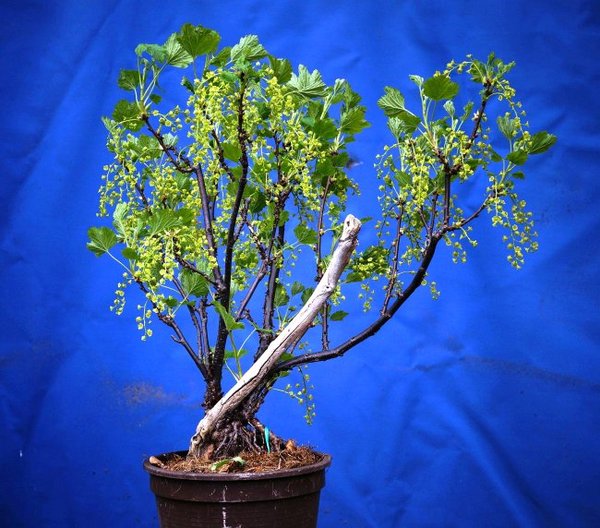 D010-Mai17-Ribes.jpg