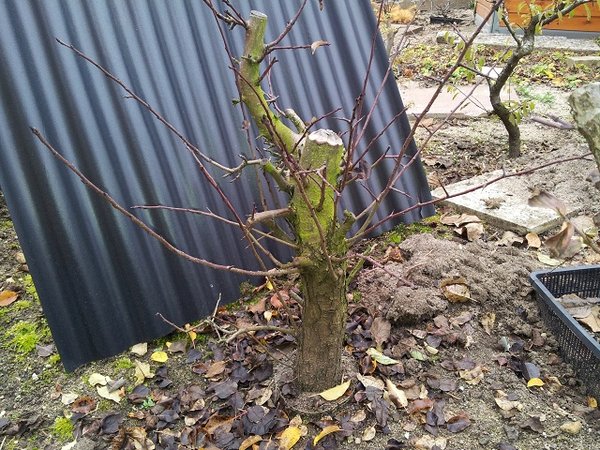 2012 - Im Herbst nach dem Blattfall