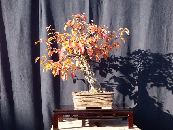 2015 - schöne Herbstfärbung