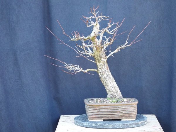 2015 - sieht langsam nach Bonsai aus