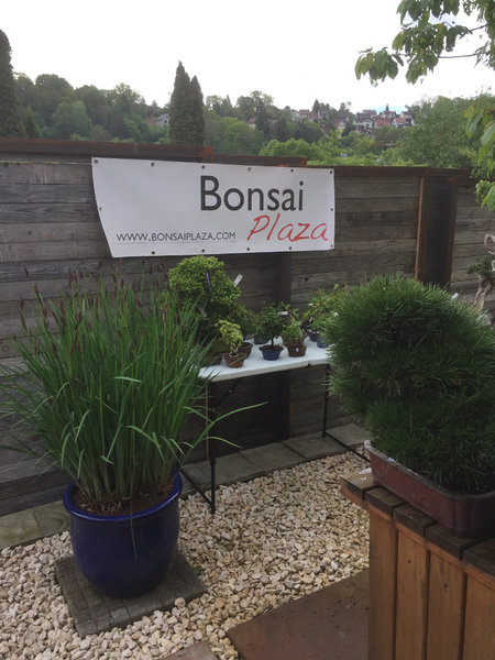 Bonsai-Plaza / Maarten van der Hoeven war mit zahlreichen Verkaufsbäumen vor Ort