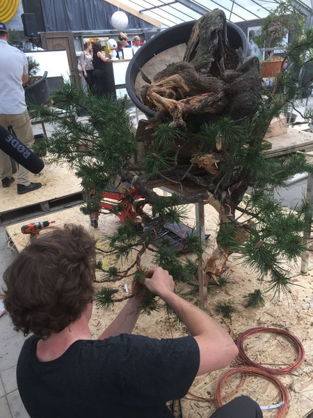 Auch Jan ist studierter Künstler. In Sachen Bonsai ist er bei Vaclav Novak und David Benavente in die Lehre gegangen