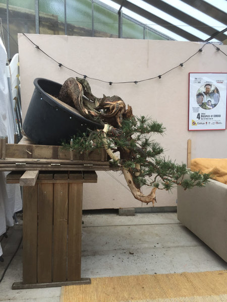 Jans Baum ist ebenfalls fertig