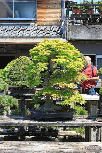 008_Fujikawa_Kouka-en_a_f.jpg