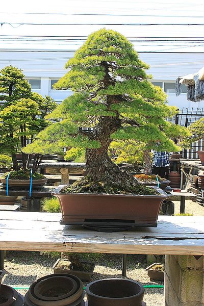 011_Fujikawa_Kouka-en_a_f.jpg