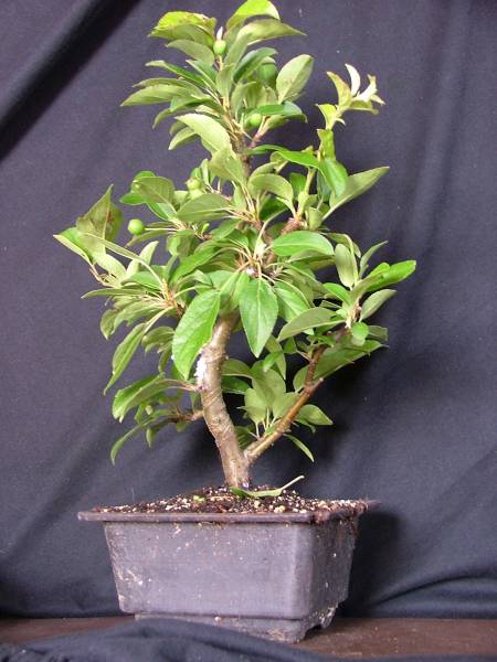 Zierapfel - Malus zumi (Prof. Sprengler).jpg