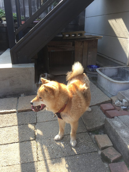 Tomohiro hat einen supersüßen, verspielten Hund