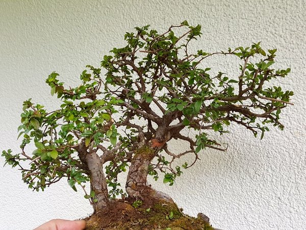 20170520_181219.jpg