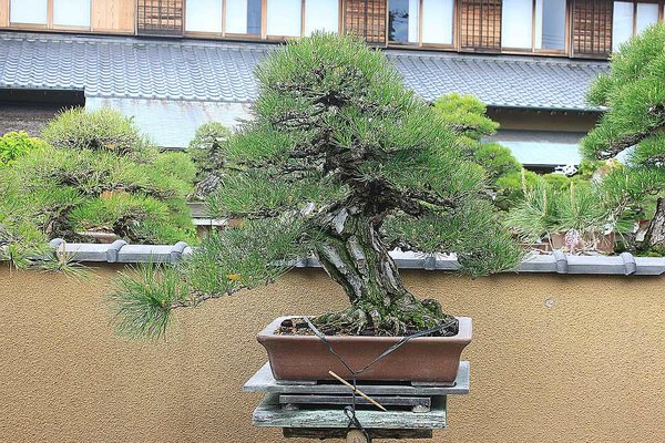 029_Kobayashi_a_f.jpg
