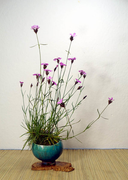 Karthäusernelke Dianthus carthusianorum<br />Schale HH