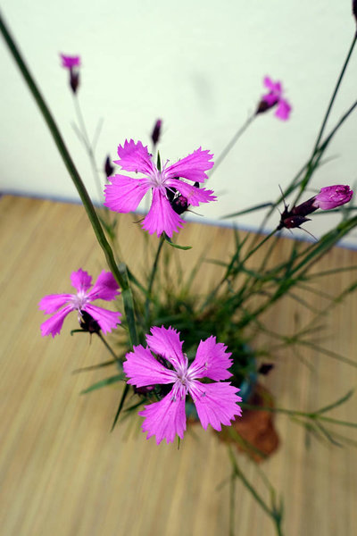 Blüten-Detail