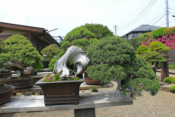 021_Kimura_a_f.jpg