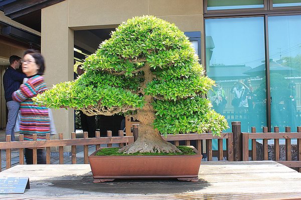 004_Omiya Bonsai Museum_a_f.jpg