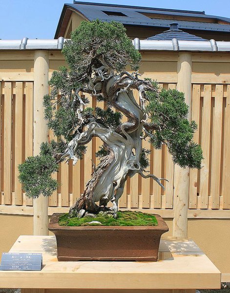 007_Omiya Bonsai Museum_a_f.jpg