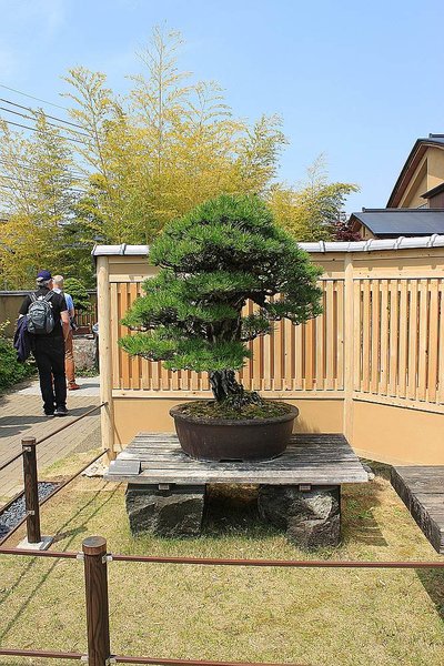 009_Omiya Bonsai Museum_a_f.jpg