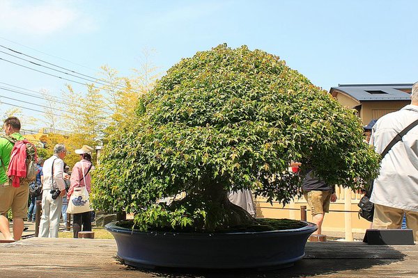 010_Omiya Bonsai Museum_a_f.jpg