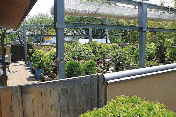 012_Omiya Bonsai Museum_a_f.jpg