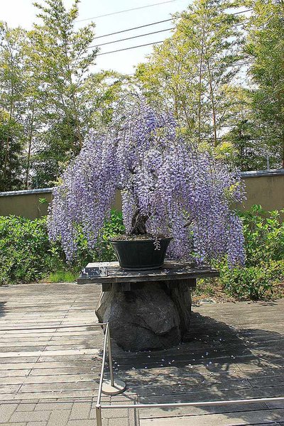 015_Omiya Bonsai Museum_a_f.jpg