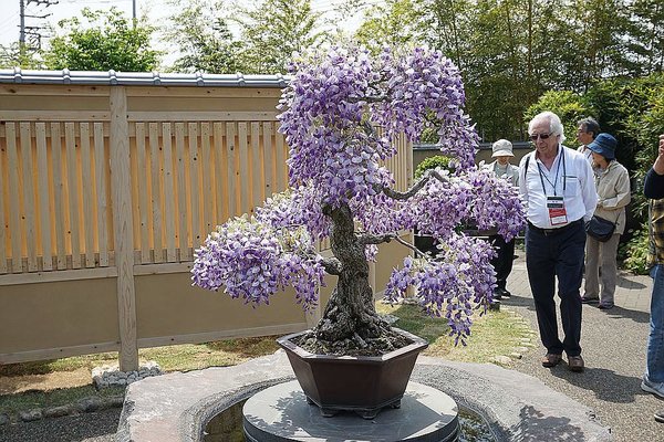 015a_Omiya Bonsai Museum_a_f.jpg
