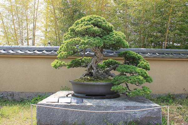 018_Omiya Bonsai Museum_a_f.jpg