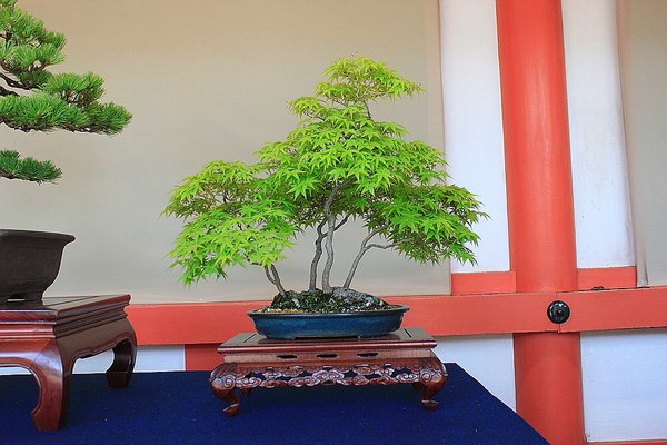 009_Hikawa Shrine_a_f.jpg