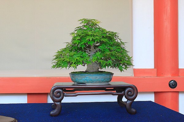 011_Hikawa Shrine_a_f.jpg