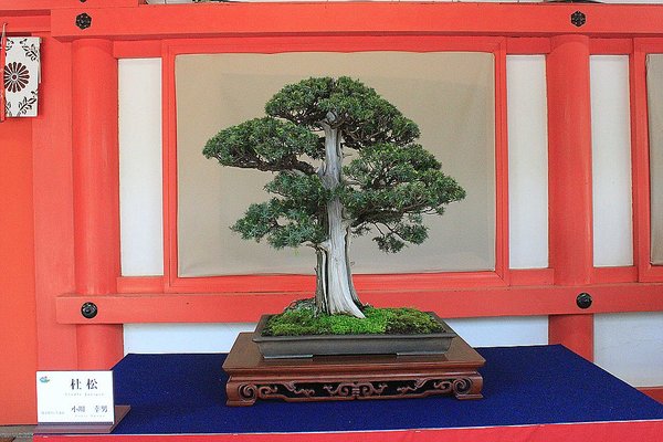 017_Hikawa Shrine_a_f.jpg