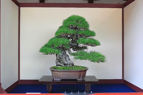 024_Hikawa Shrine_a_f.jpg