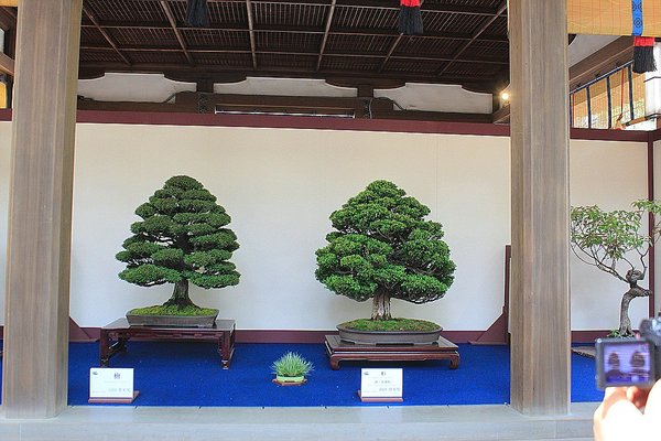 025_Hikawa Shrine_a_f.jpg