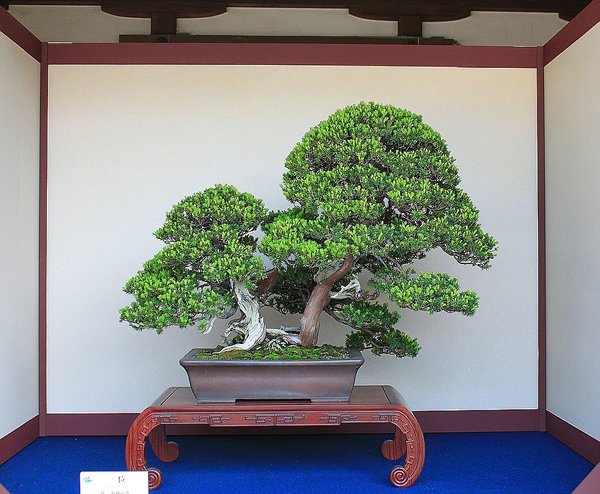 030_Hikawa Shrine_a_f.jpg