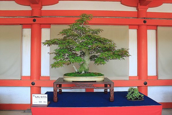 034_Hikawa Shrine_a_f.jpg