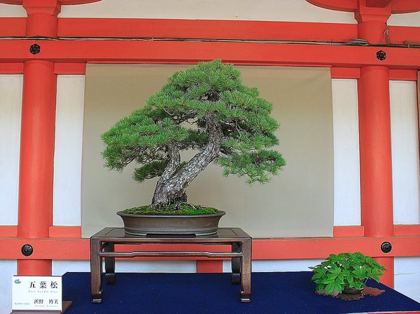 035_Hikawa Shrine_a_f.jpg