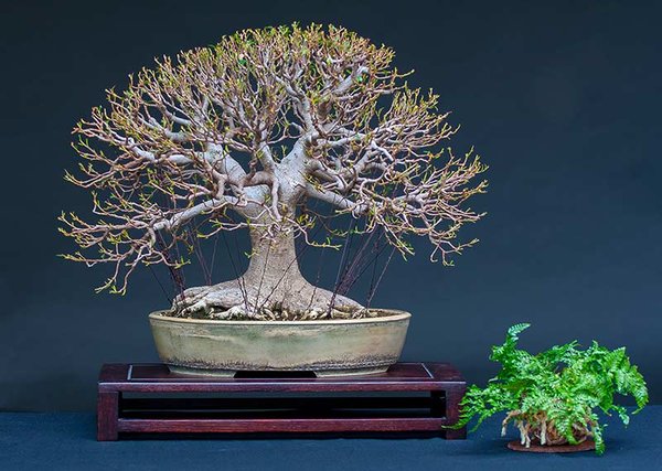 Ficus-web-01.jpg