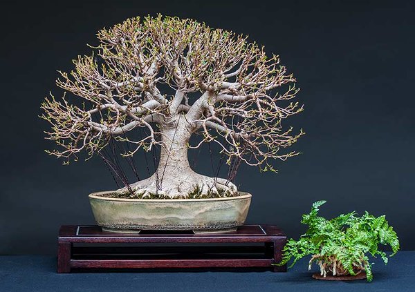 Ficus-web-02.jpg