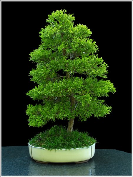 So sieht der Baum zur Zeit aus.Ausgelichtet,alle Äste mit Draht
<br />abgespannt,in besserer Schale und abgelichtet in meinem neuen Gartenfotostudio.
<br />
<br />Meinungen,Kommentare und Kritik erwünscht