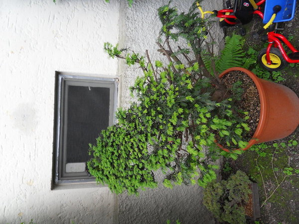 SDC10474.JPG
