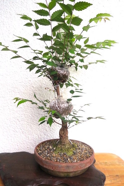 Gipfel abmoosen
