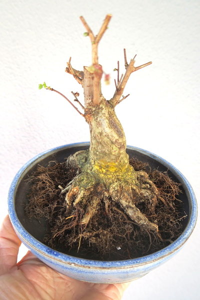 erneutes Umpflanzen April 2017
