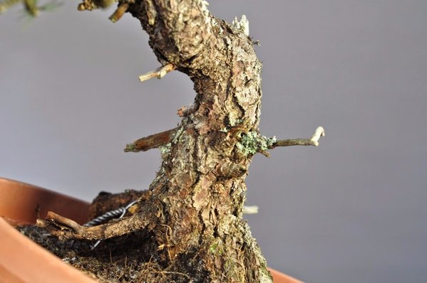 Pinus Cembra III 2014.jpg