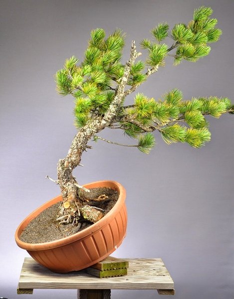 Pinus Cembra II 2014.jpg