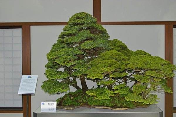 Hiroshima-Bonsai_kle.jpg