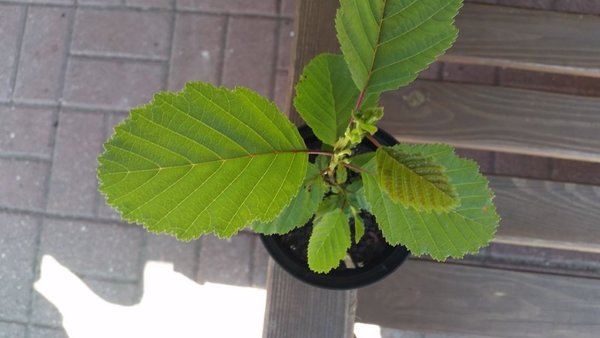 image-2017-06-01.jpg