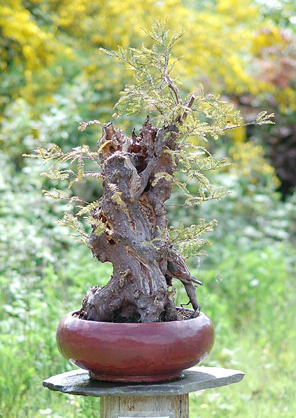 Sequoia sempervirens