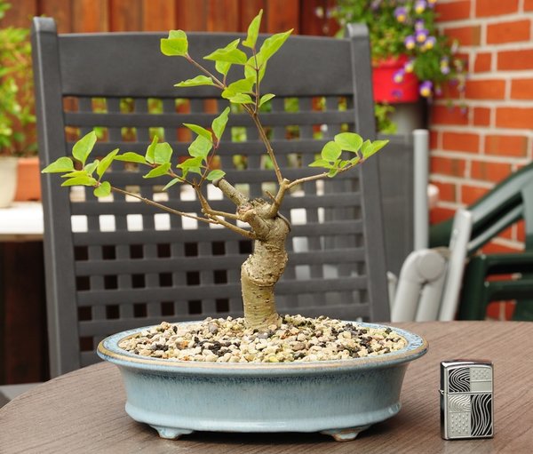 Höhe 25 cm