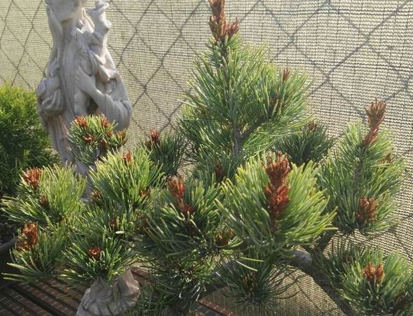 maedchenkiefer-frostschaden1.jpg