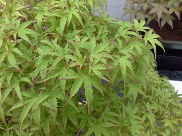 20170604_132504.jpg